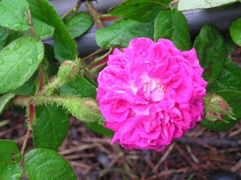 moss roses download free