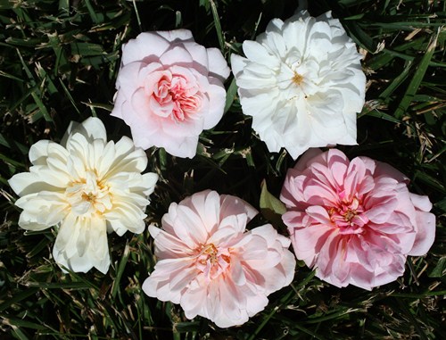 Sweetheart roses / Ravensworth, Mlle Cecile Brunner. White Cecile Brunner, Mme Jules Thibaud, Perle d'Or