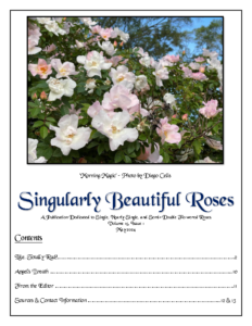 Singularly Beautiful Roses – Volume 15 Issue 1 May 2024