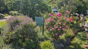 Mornington Botanical Rose Garden, Mornington, Vic.