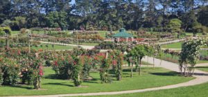 Victorian State Rose Garden, Werribee, Vic.