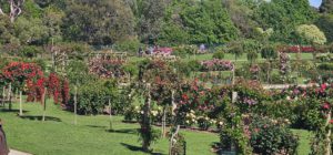Victorian State Rose Garden, Werribee, Vic.