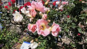 Alister Clark Memorial Rose Garden, Bulla, Vic.