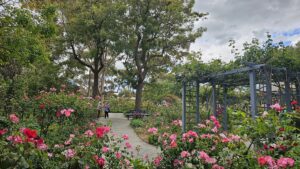 Alister Clark Memorial Rose Garden, Bulla, Vic.