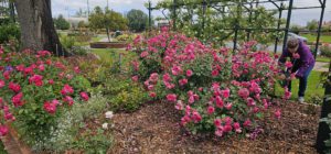 Morwell Centenary Rose Garden, Morwell, Vic.
