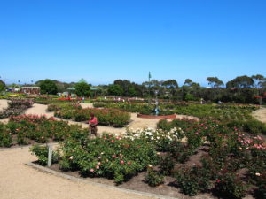 Mornington Botanical Rose Garden, Mornington, Vic.