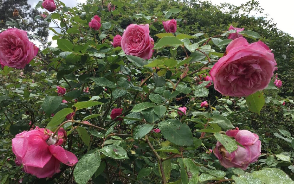 Relocating a Rose Garden